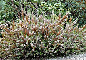 Erica vagans (aka)