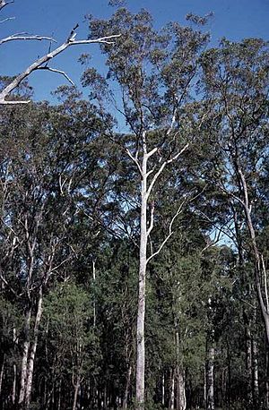 Eucalyptus sphaerocarpa.jpg