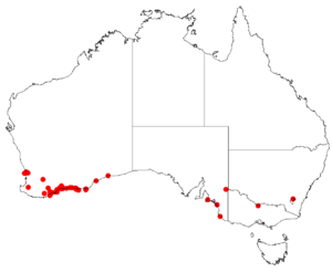 EucalyptusutilisDistributionMap.png