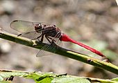 Fiery Skimmer. Orthetrum villosovittatum. - Flickr - gailhampshire