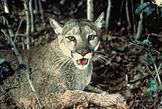 Florida Panther