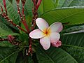 Flowers of Plumeria rubra in West Bengal, India