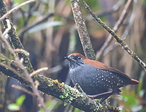 Gould's Shortwing iNaturalist.jpg