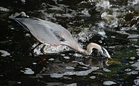 Great Blue Heron catching Herring