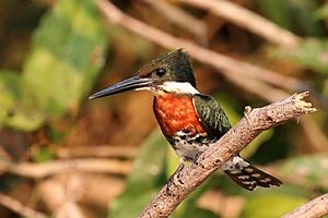 Green kingfisher (Chloroceryle americana americana) male.jpg