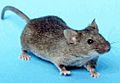 House mouse