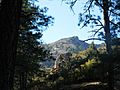 Hualapai Mountain Plant Communities