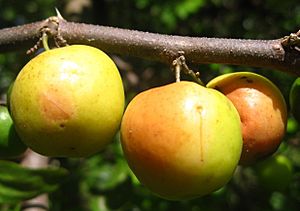 Indian jujube (4591421422)