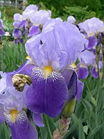 Iris 'Gene Wild' 2007-05-13 383