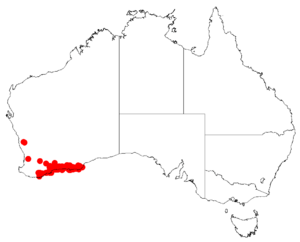 Isopogon polycephalusDistMap28.png