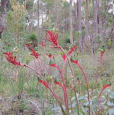 Kangaroo paws darling range