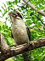 Kookaburra-003