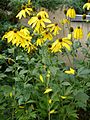 Korina 2010-08-23 Rudbeckia laciniata