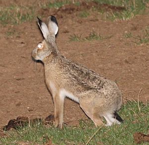 Lepus castroviejoi 160725449.jpg