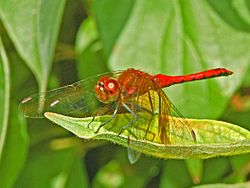 Libellulidae - Sympetrum semicinctum (male).JPG