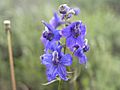 Low Larkspur Grand Teton