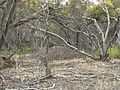 Malleefowl mound