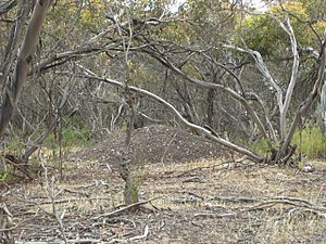 Malleefowl mound