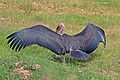 Marabou stork (Leptoptilos crumenifer) spreading wings