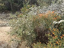 Melaleuca calycina habit