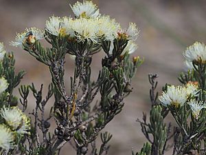 Melaleuca dichroma.jpg