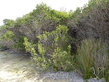 Melaleuca globifera (habit)