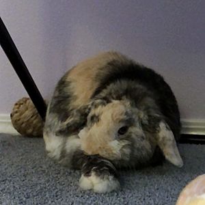 Mini Lop Grooming