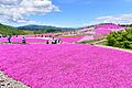 Mt.Tyausu Moss phlox