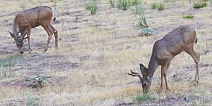 Mule Deer in Zion Canyon