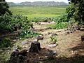 Oahu-Kailua-Ulupoheiau-gardenview-across-Kawainui