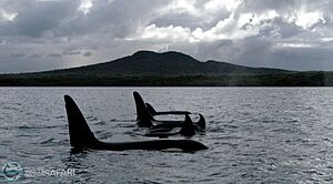 Orca in front of Rangitoto - Auckland, New Zealand