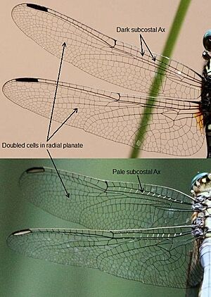 Orthetrum julia & O. stemmale wing detail