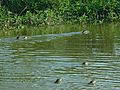 Otter in Kaziranga National Park