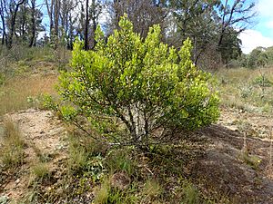 Persooniia oleioides habit