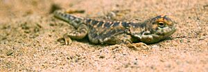 Phrynocephalus vlangalii at Beijing Zoo.JPG