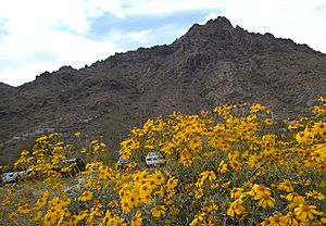 PiestewaPeak-brittlebush