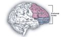 Prefrontal cortex