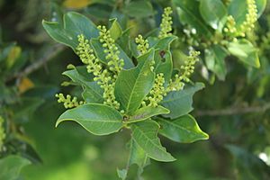 Prunus buxifolia.jpg