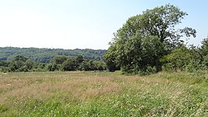 Riddlesdown pasture area 2.JPG