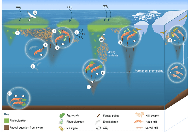 Role of Antarctic krill in biogeochemical cycles.webp