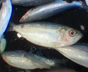 Sardinella tawilis 01.jpg