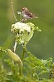 Savannah Sparrow