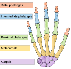 Scheme human hand bones-en.svg