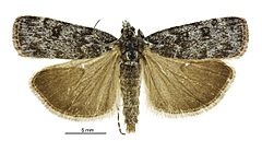 Scoparia s.l. caesia male.jpg