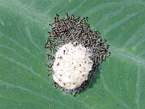 Spodoptera litura emerging larvae