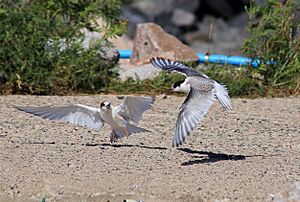 Sterna hirundo Hailuoto 20160803 02