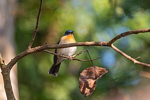 Tickell's Blue-Flycatcher