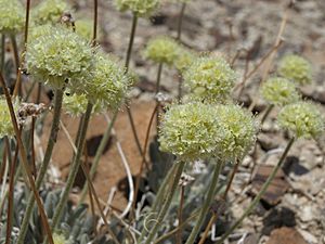 Tiehm buckwheat, Eriogonum tiehmii (15068315794).jpg