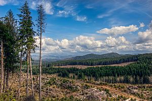 Tillamook forest