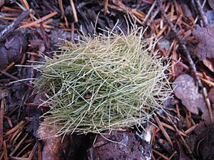 Tree-vole-resin-ducts